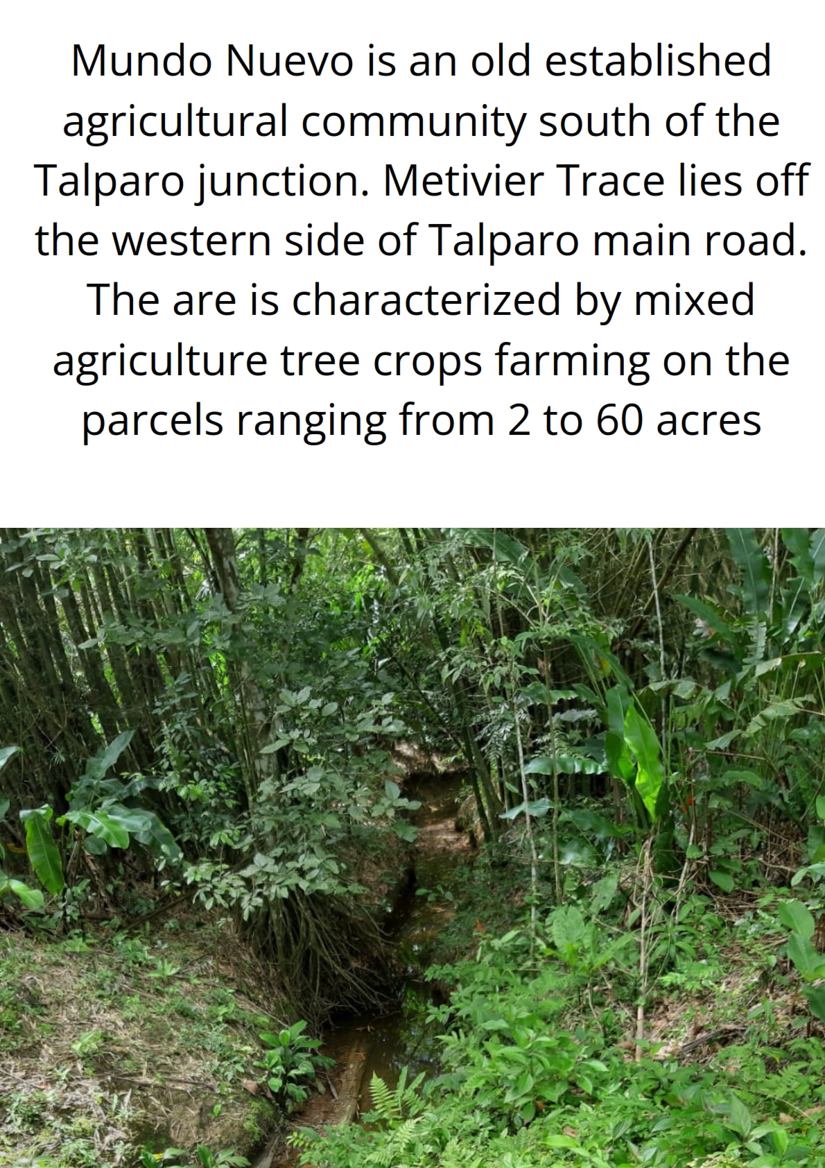 Land for sale in talparo as an investment Opportunity In Talparo with Photo showcasing the gently undulating terrain of the 31-acre property in Metivier Trace, Talparo, Trinidad.