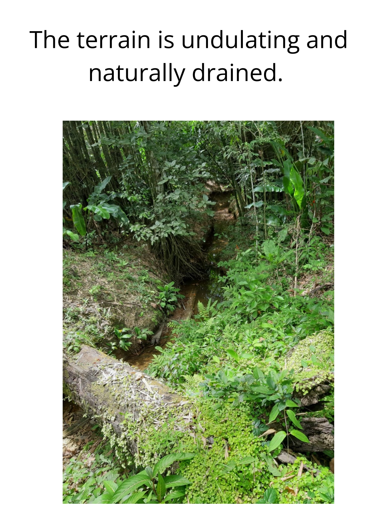 Land for sale in talparo as an investment Opportunity In Talparo with Photo showcasing the natural drainage system on the 31-acre property in Metivier Trace, Talparo, Trinidad.