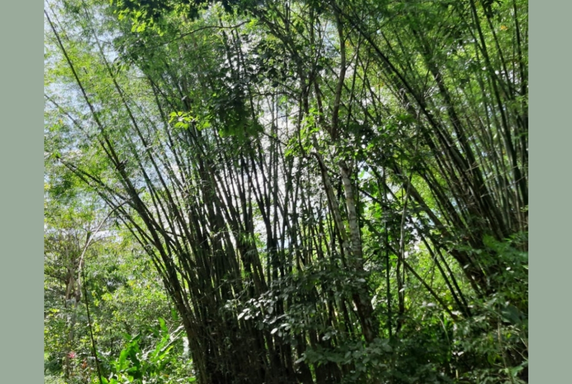 Land for sale in talparo as an investment Opportunity In Talparo with Photo showcasing the lush green landscape surrounding the 31-acre property in Metivier Trace, Talparo, Trinidad.