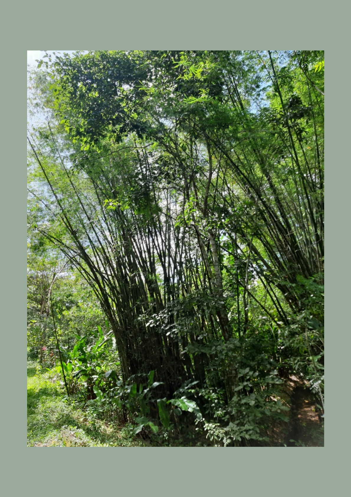 Land for sale in talparo as an investment Opportunity In Talparo with Photo showcasing the lush green landscape surrounding the 31-acre property in Metivier Trace, Talparo, Trinidad.