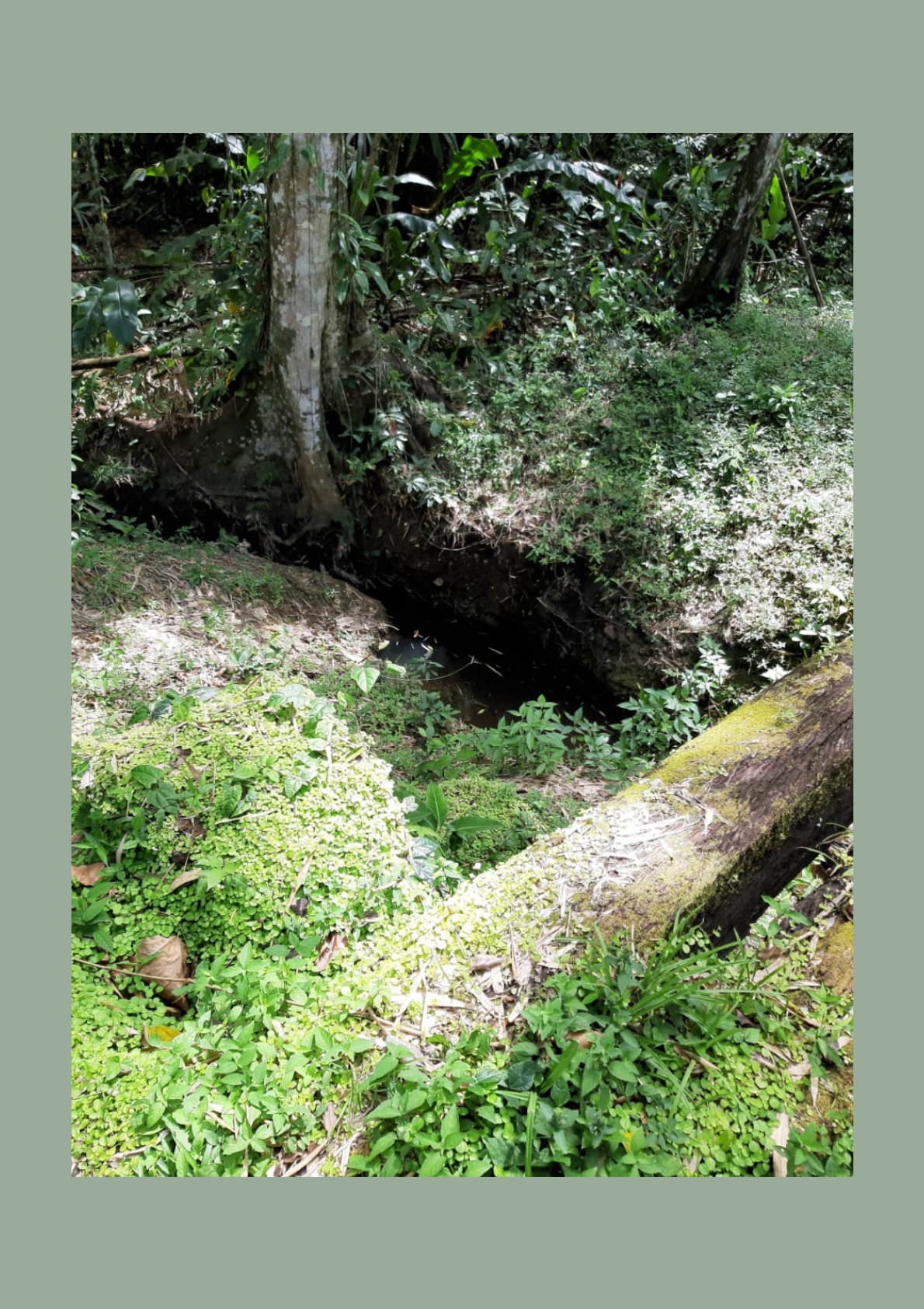 Land for sale in talparo as an investment Opportunity In Talparo with Photo showcasing the natural drainage system on the 31-acre property in Metivier Trace, Talparo, Trinidad.
