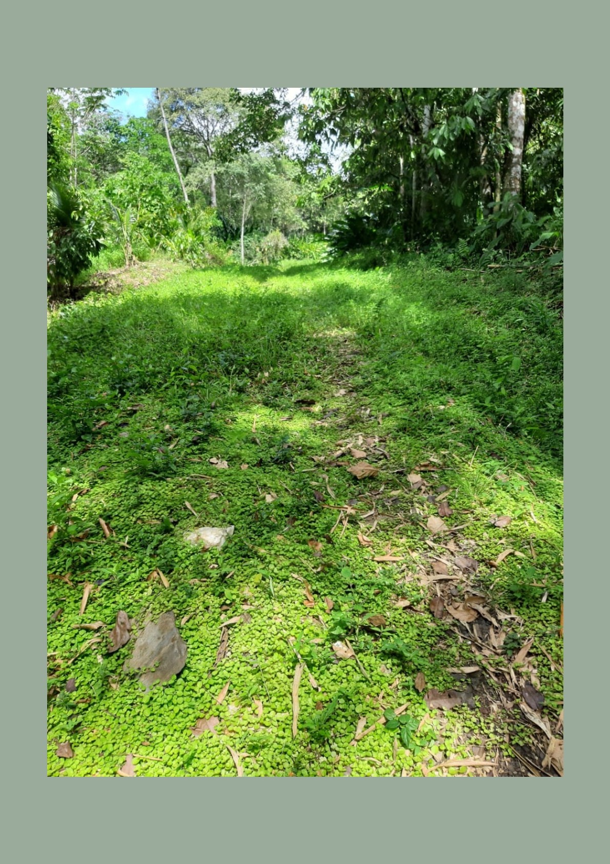 Land for sale in talparo as an investment Opportunity In Talparo with Photo showcasing the lush green landscape surrounding the 31-acre property in Metivier Trace, Talparo, Trinidad.