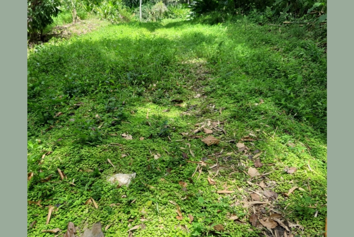 Land for sale in talparo as an investment Opportunity In Talparo with Photo showcasing the lush green landscape surrounding the 31-acre property in Metivier Trace, Talparo, Trinidad.